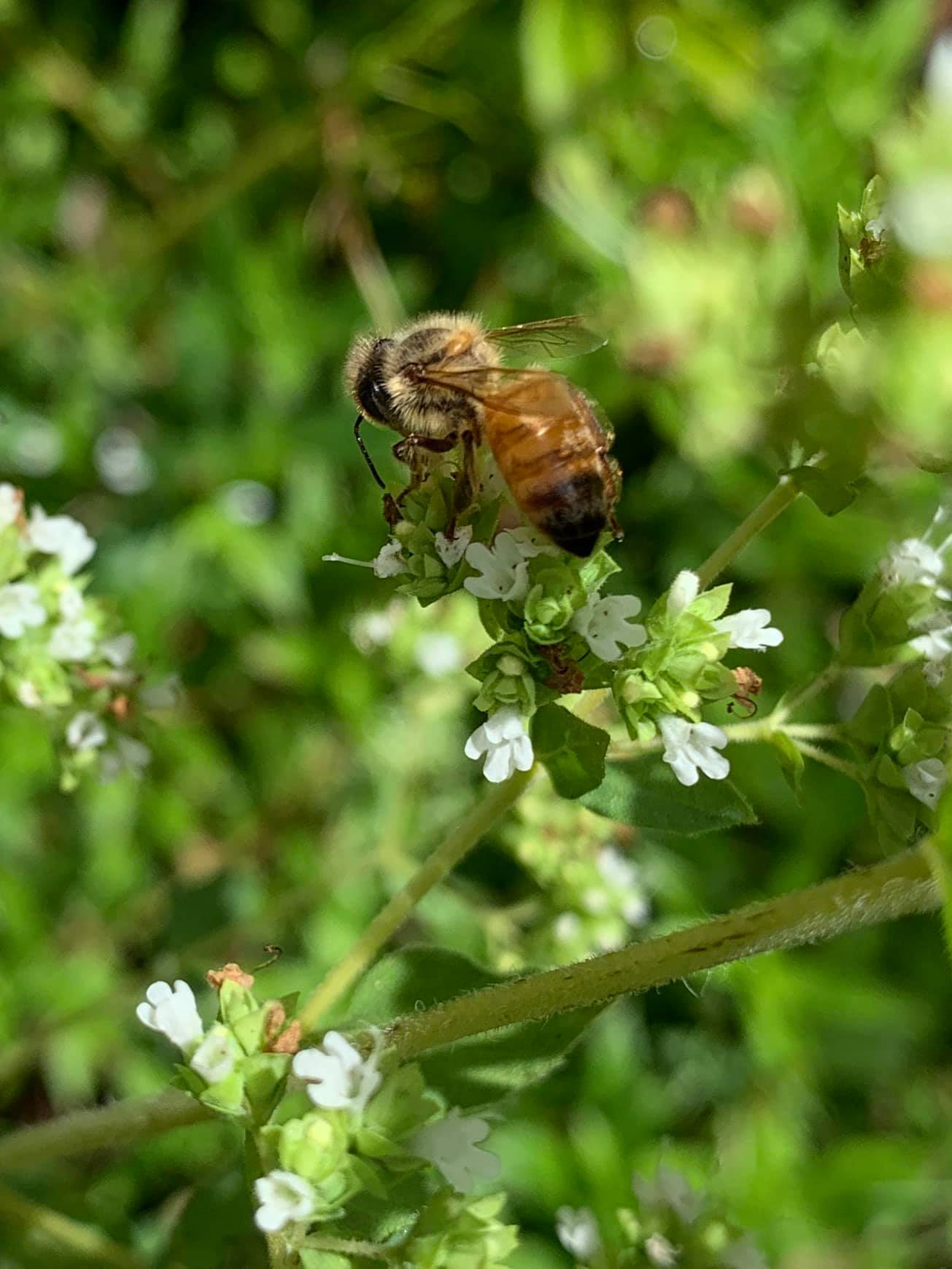 A foraging worker bee