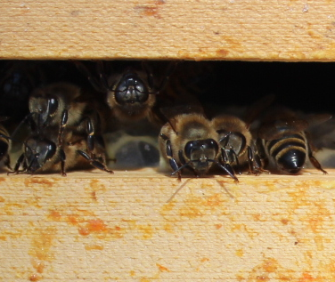 Post-winter hive check